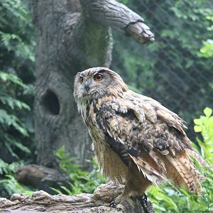 Eurasian eagle owl