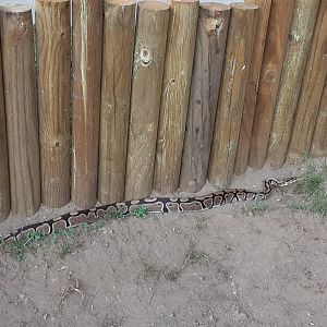 Ball Python using Exercise Yard