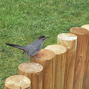 Wild Gray Catbird