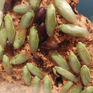 Green-leaf cockroach (Panchlora nivea)