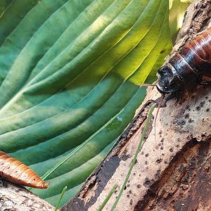 Madagascar hissing cockroach (Gromphadorhina portentosa)