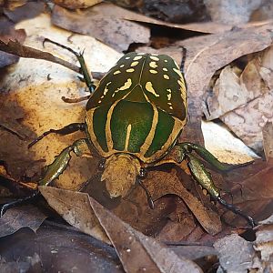 Magnificent flower beetle (Chelorrhina polyphemus)
