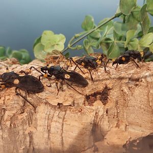 White-eyed Assassin Bug (Platymeris biguttata)