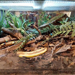 World of the Insect beetle exhibit