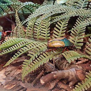 Jade-headed buffalo beetle (Eudicella smithi)