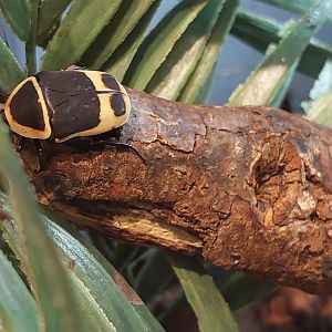 Taxicab beetle (Pachnoda peregrina)