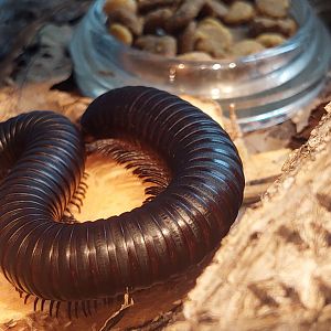 Giant african millipede (Archispirostreptus gigas)