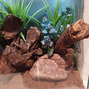 World of the Insect example enclosure Mantid