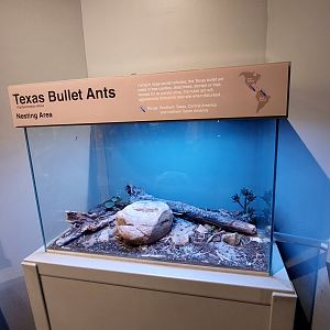Texas Bullet Ant Exhibit