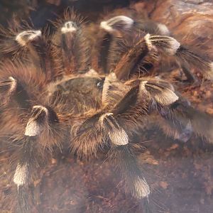 Brazilian white-knee tarantula (Acanthoscurria geniculata)