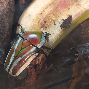 Derbyana flower beetle (Dicronorhina derbyana)