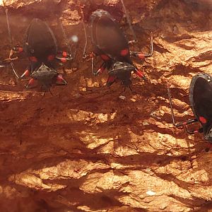 Red-eyed assassin bug (Platymeris laevicollis)