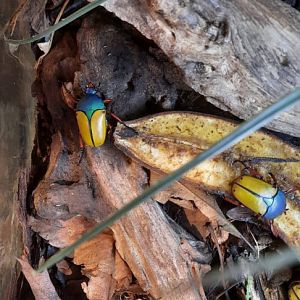 Jade-headed buffalo beetle (Eudicella smithi)