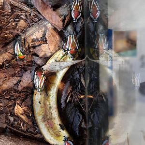 Derbyana flower beetle (Dicronorhina derbyana)