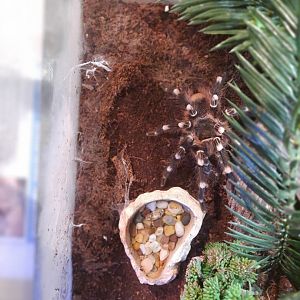 Brazilian white-knee tarantula (Acanthoscurria geniculata)