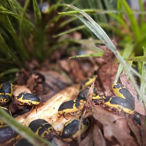Yellow-bellied beetle (Pachnoda flaviventris)