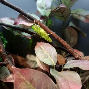 Rhinoceros katydid (copiphora rhinoceros)