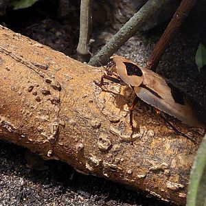 Giant cockroach (Blaberus giganteus)