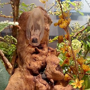 Giant cockroach (Blaberus giganteus)