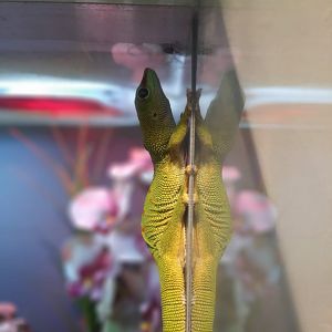 Madagascar giant day gecko (Phelsuma madagascariensis grandis)