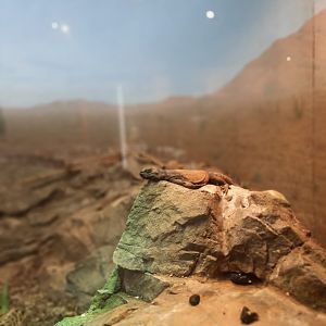 Chuckwalla (Sauromalus ater)