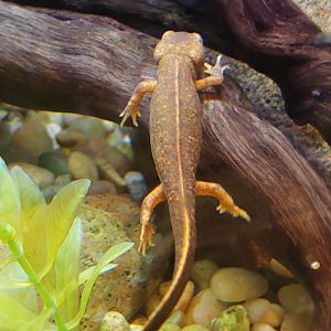 Fire-bellied newt