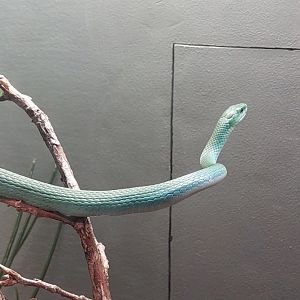 Rough green snake (Opheodrys aestivus)