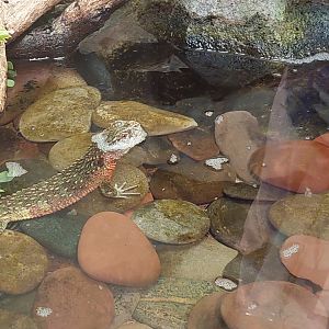 Chinese crocodile lizard (Shinisaurus crocodilurus)