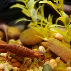 Fire-bellied newt (Cynops pyrrhogaster pyrrhogaster)
