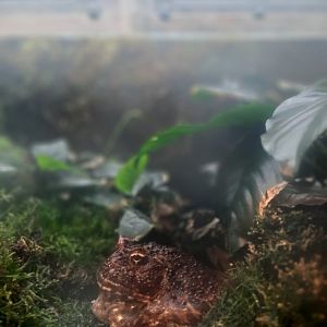 Ornate horned frog (Ceratophrys ornata)