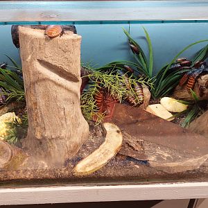 Madagascar hissing cockroach exhibit 2