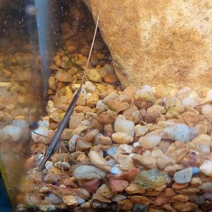 Water scorpion (Ranatra fusca)