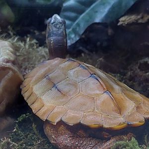 Black-breasted leaf turtle (Geoemyda spengleri)