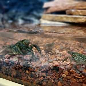 Marbled crayfish (Procambarus fallax)