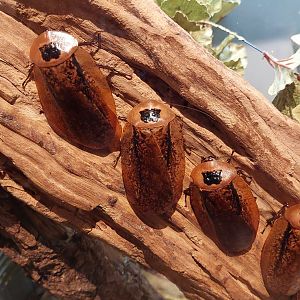 Peppered roach (Archimandrita tesselata)