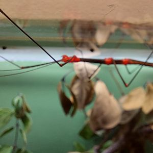 Peruvian firestick (Oreophoetes peruana)