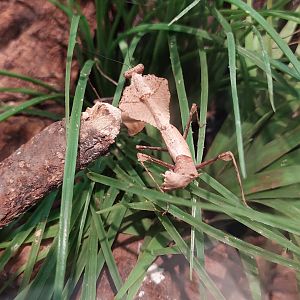 Giant dead leaf mantis (Deroplatys desiccata)