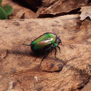 Emerald beetle (Smaragdesthes orzinzi)
