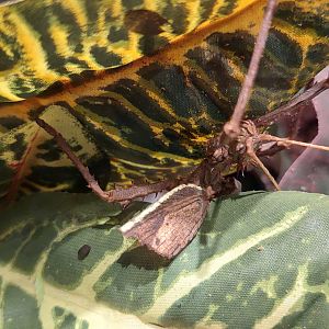 Giant spiny leaf insect (Heteropteryx dilatata)
