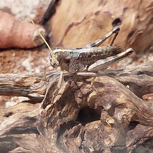 Grey bird grasshopper (Schistocerca nitens)