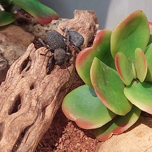 Blue death feigning beetle (Asbolus verrucosus)