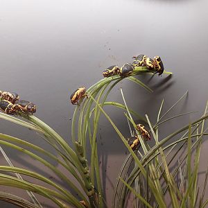 Yellow-bellied beetle Enclosure