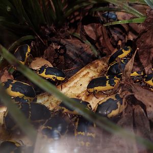 Yellow-bellied beetle (Pachnoda flaviventris)