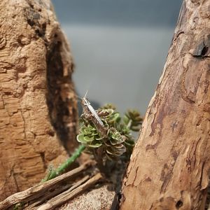 Grey bird grasshopper Enclosure