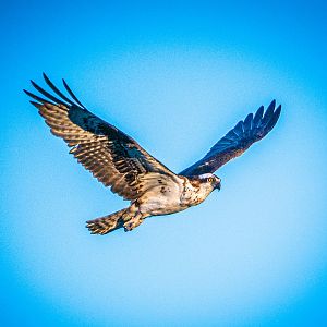 Osprey