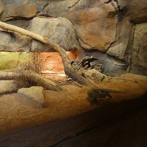 Perentie Exhibit, The Red Center, Desert Dome - Jun. 2021