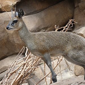 Klipspringer, The Namib Desert, Desert Dome - Jun. 2021
