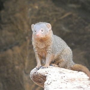 Dwarf Mongoose, The Namib Desert, Desert Dome - Jun. 2021