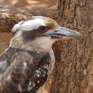 Kookaburra, The Red Center, Desert Dome - Jun. 2021