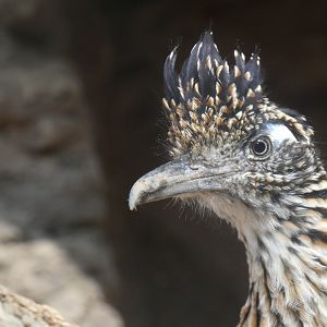 Road Runner, The Sonoran Desert, Desert Dome - Jun. 2021